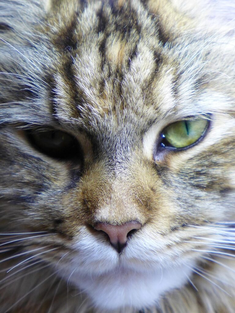 maine coon, cat breeds, mainecoon, cat, eye, kittens, animals, kitten, portrait